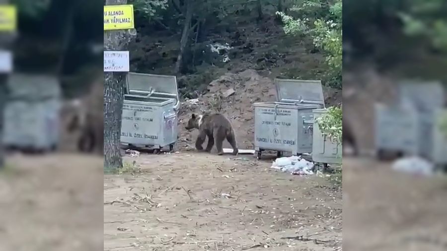 Piknik yapan vatanda�lara 'ay�' s�rprizi