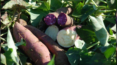 Renk renk "tatlı patates"te hasat zamanı