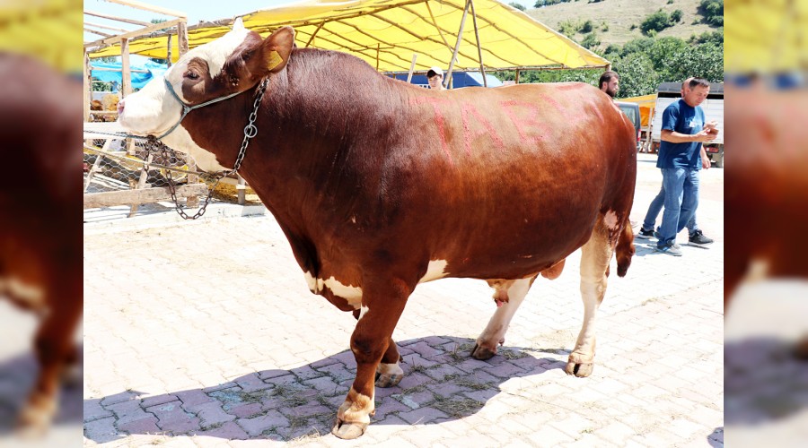 �ampiyon otomobil paras�na gitti