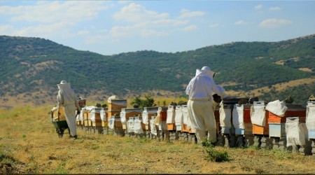 Samyeli bal rekoltesini düşürdü
