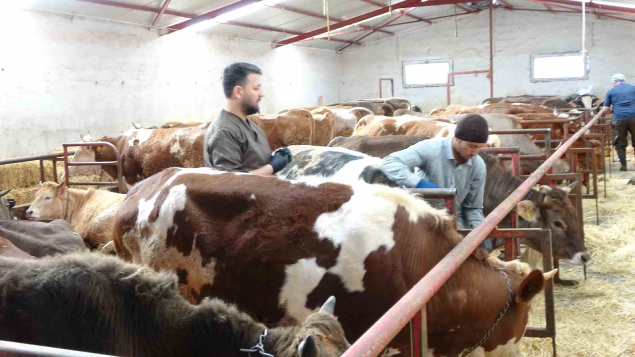 Şap aşısı yaptırmamanın cezası 105 bin TL