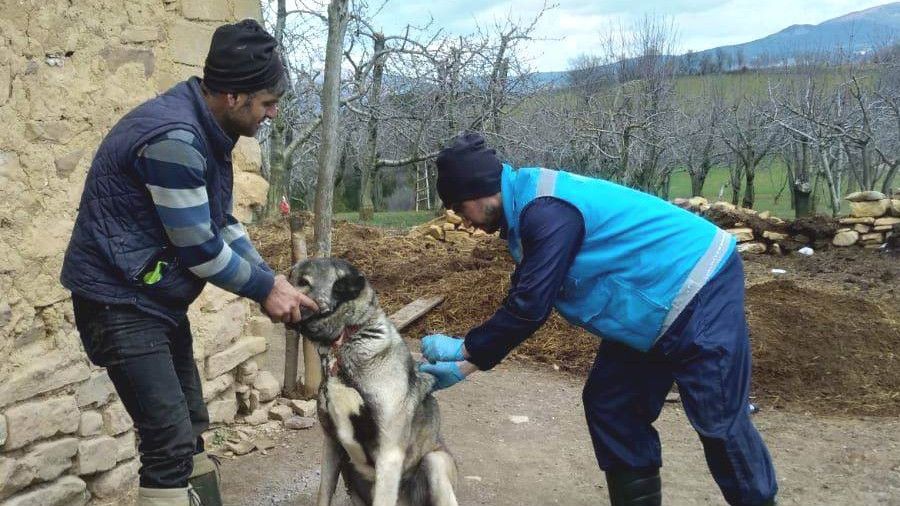 Şaphane'de kuduz hastalığı riskine karşı koruyucu aşılama çalışmaları