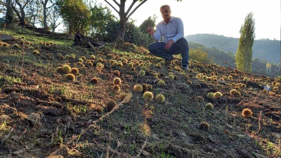 Sarıgöl'de kestane hasadına başlandı
