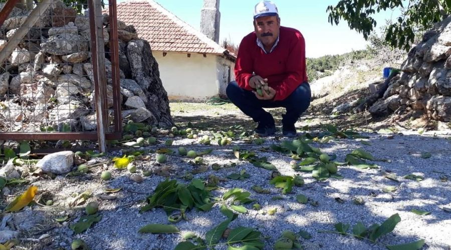Şebin Cevizi hasadı üreticiyi üzdü