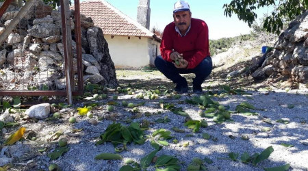 Şebin Cevizi hasadı üreticiyi üzdü