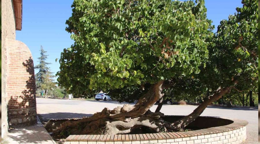 Secde ettiği rivayet edilen dut ağacı
