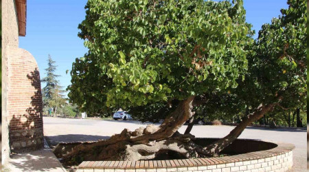 Secde ettiği rivayet edilen dut ağacı