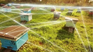 �ehirlerin yeni misafirleri: Ak�ll� teknolojilerle donat�lm�� ar� kovanlar�