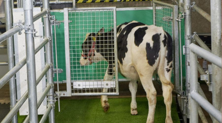 Sera gazı emisyonunu azaltmak için ineklere tuvalet eğitimi verildi