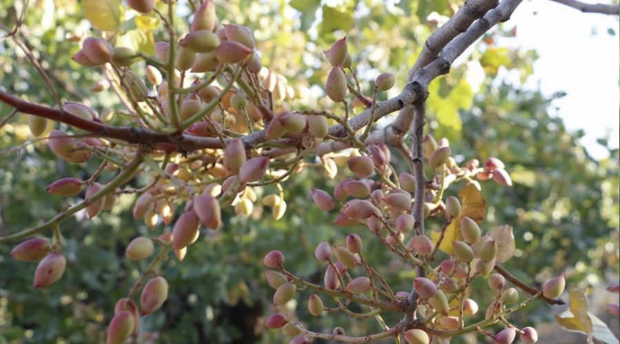 Siirt'te f�st�k hasad� sona erdi