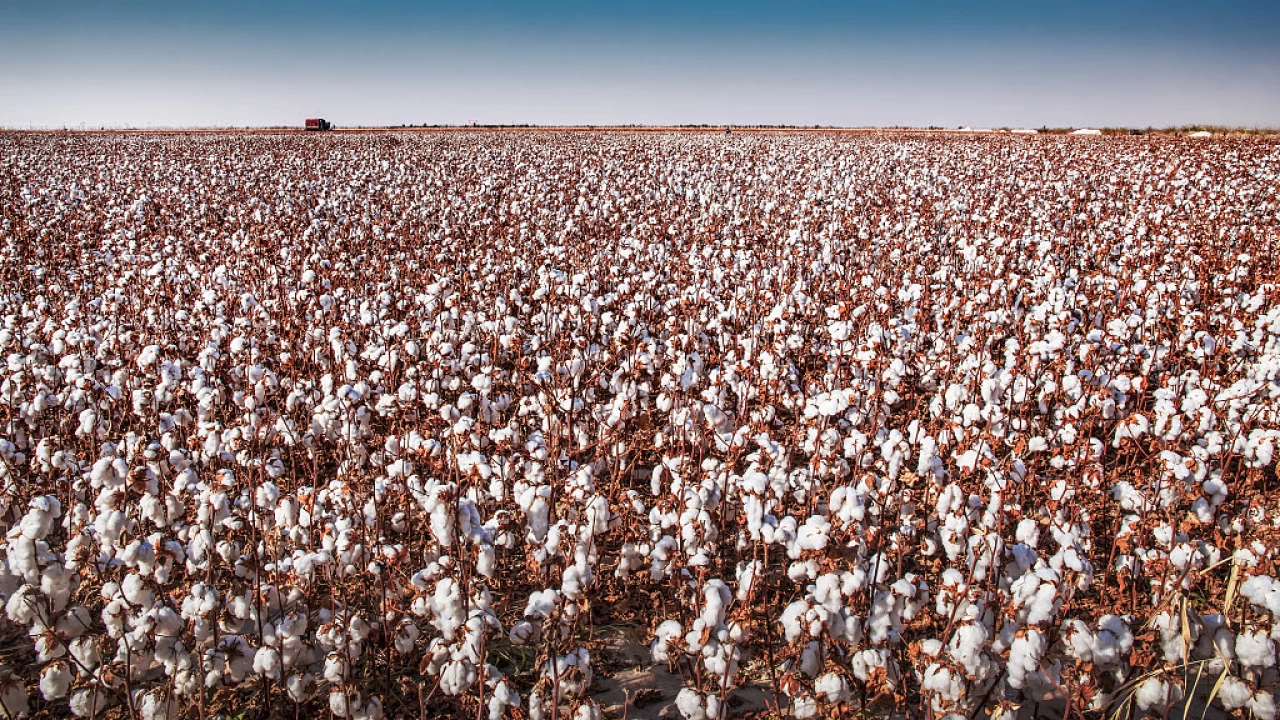 Sincan'da pamuk rekoltesi 5 milyon tonu ge�ti