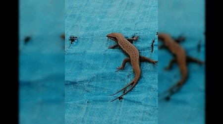 Şırnak'ta çift kuyruklu benekli kertenkele görüntülendi