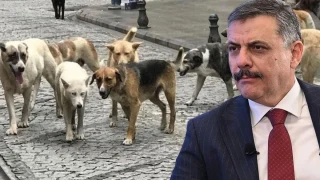 Sokak hayvanlarının yüzde 97'si toplandı