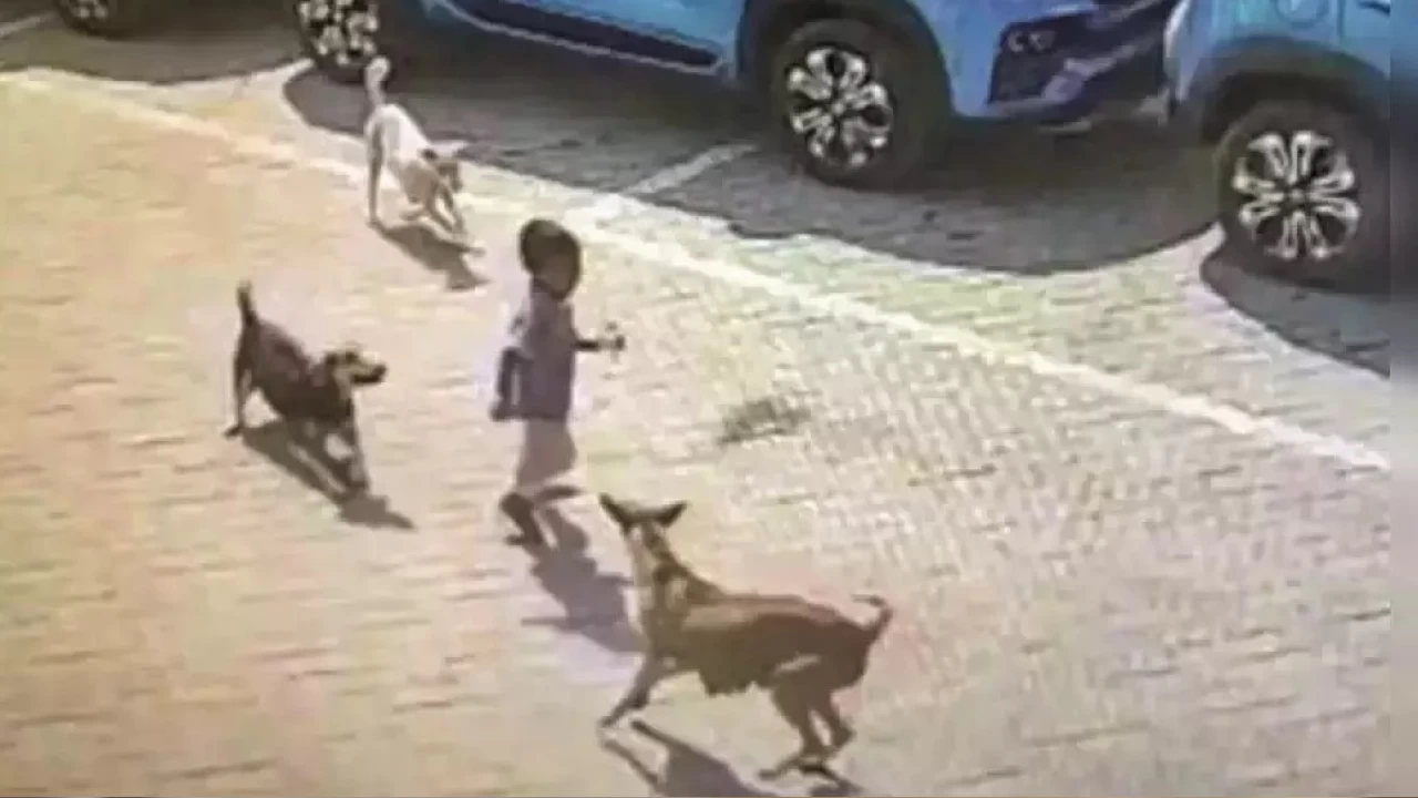 Sokak köpeklerinin sağlığı ve toplum üzerindeki etkileri