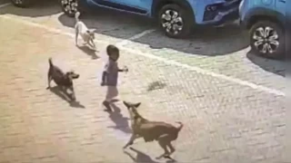 Sokak köpeklerinin sağlığı ve toplum üzerindeki etkileri