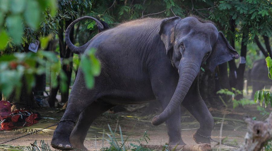 Sri Lanka'da plastik atýklarý yutan 2 fil daha öldü