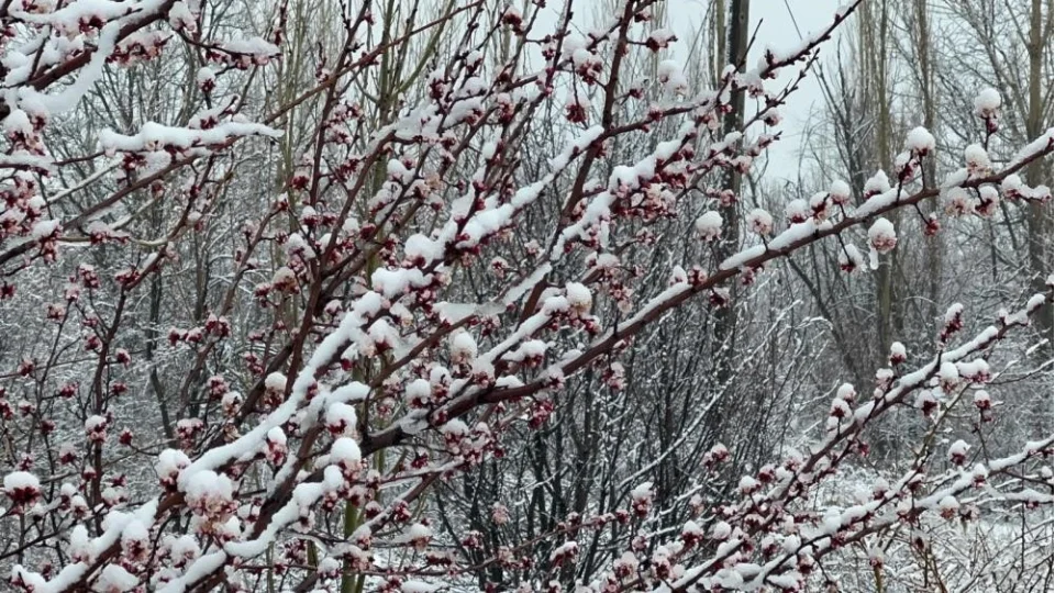 Sultanda��'nda kay�s� ve erikleri don vurdu