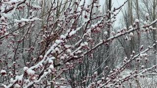 Sultanda��'nda kay�s� ve erikleri don vurdu