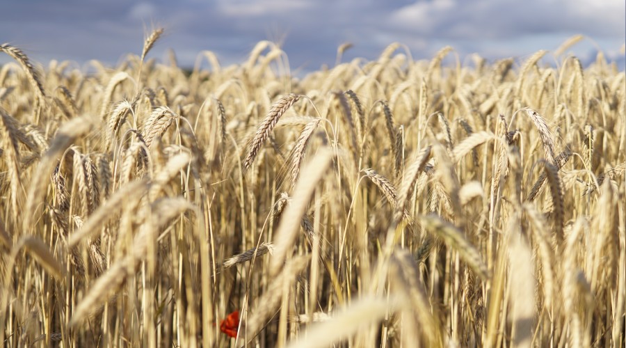 �Tamah her zilletin anahtar�d�r�