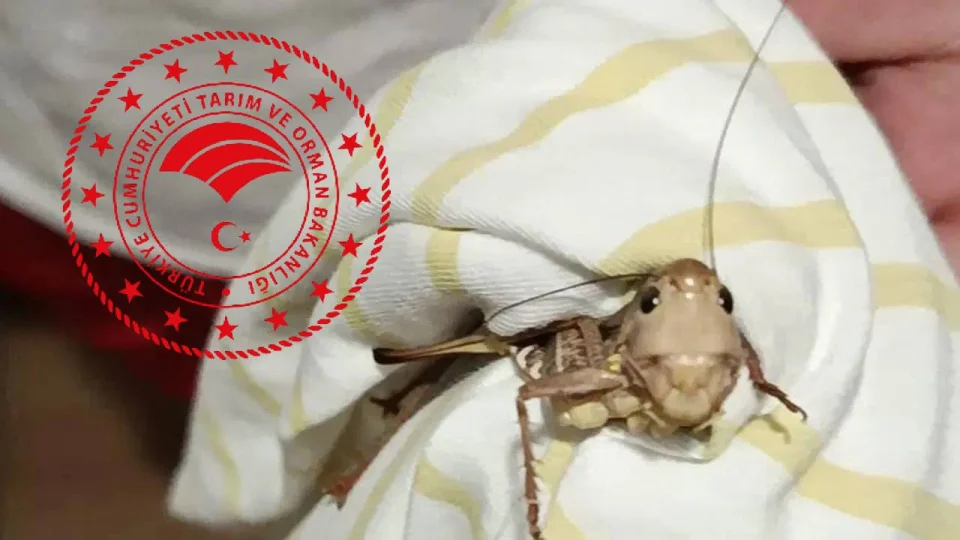 Tarım ve Orman Bakanlığından "çekirge istilası" açıklaması