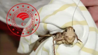 Tarım ve Orman Bakanlığından "çekirge istilası" açıklaması
