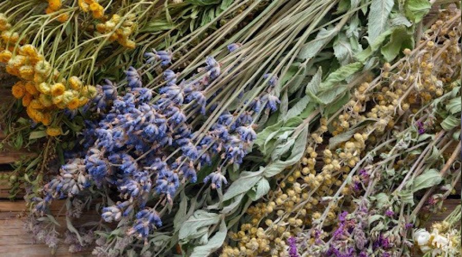 Tıbbi aromatik bitkilerden ciddi bir gelir olabilir