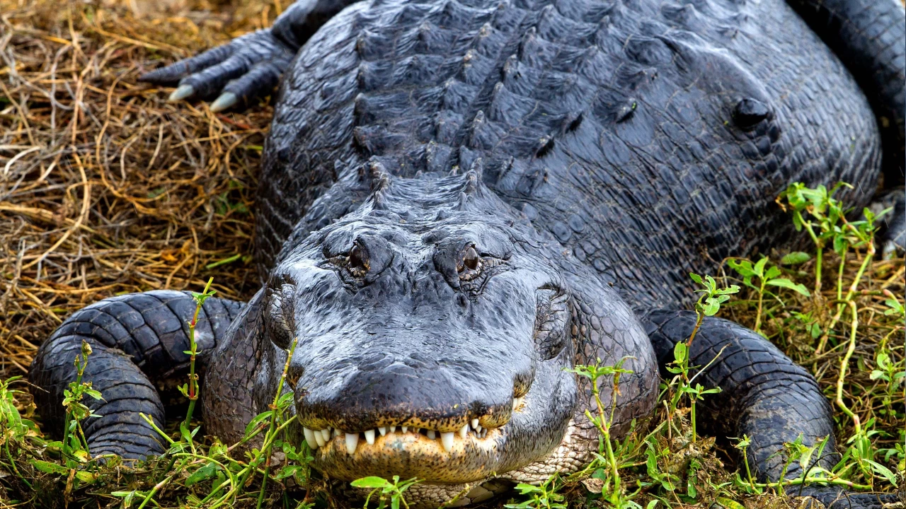 Timsahlar dinozorların soyundan geliyorlar