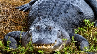 Timsahlar dinozorların soyundan geliyorlar