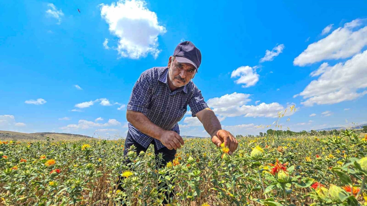Tokat'ta ilk kez ekti, şimdi satacak yer arıyor