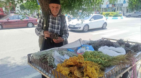 Topladığı şifalı otlar geçim kaynağı oldu