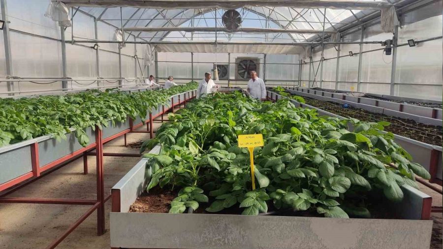 Topraks�z tar�mla patateste tohumluk �retim artt�