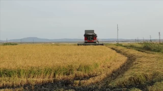 Türkiye'de en çok pirinç üreten il belli oldu