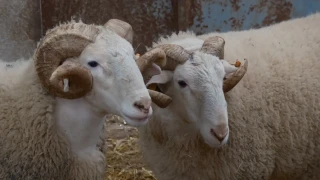 Türkiye'nin en değerli koçları rekor fiyatlara satılıyor
