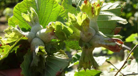 Türkiye'nin tahmini fındık rekoltesi 717 bin ton