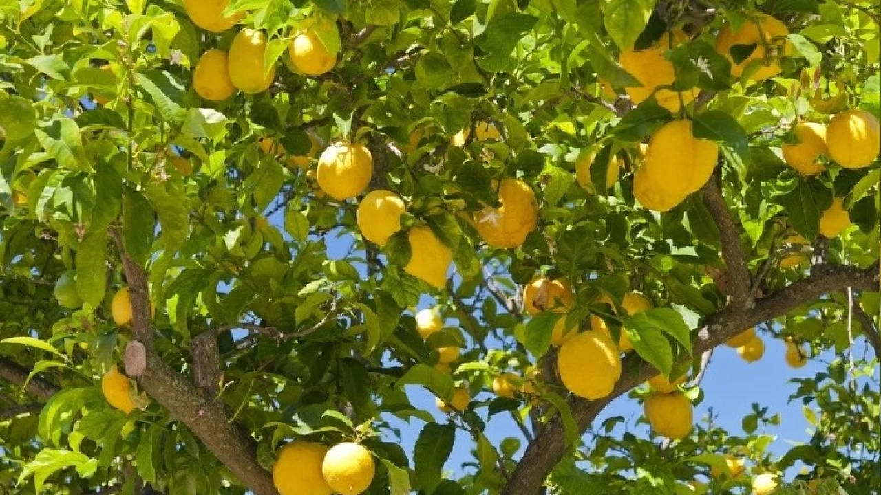 Turungillerden limon