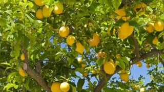 Turungillerden limon