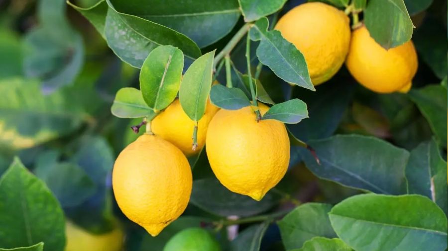 Üretici ile market arasındaki fiyat farkı en fazla limonda görüldü