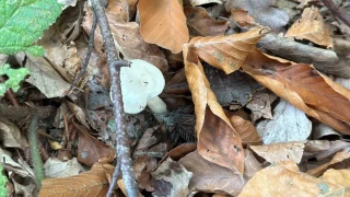 Uzmanndan mantar uyars: "Hepsi risk ieriyor"