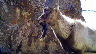 Van'da yaban keileri fotokapana yansd