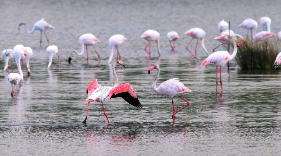 Yalova'da flamingolar�n dans�