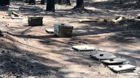 Yangın sonrası tabiatın dengesini sağlayan arılarda açlık tehlikesi