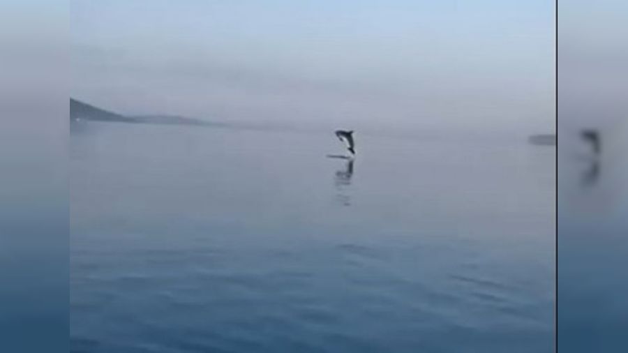 Yunuslardan, koruma ekibine teşekkür gösterisi