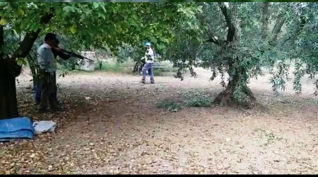 Zeytin toplarken yılan saldırdı