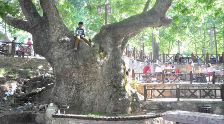 12 metre genişliğinde asırlık çınarlar