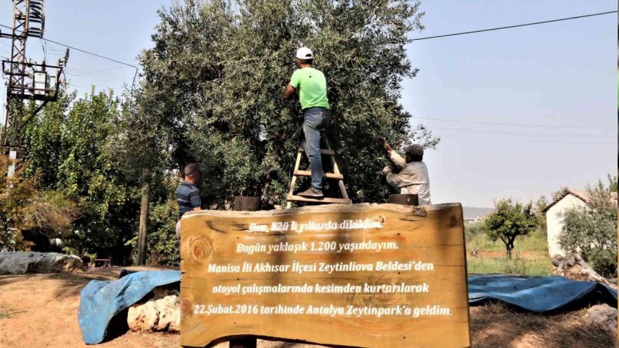 1200 yıllık zeytin ağacında hasat bereketi