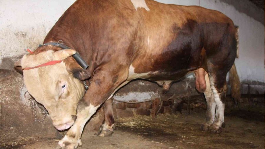 1,3 tonluk kurbanlk boa 80 bin liradan sata kt