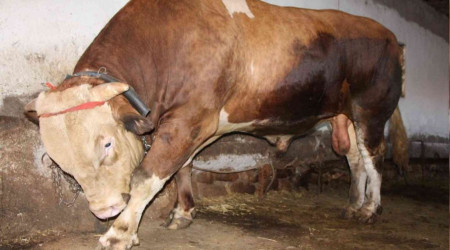 1,3 tonluk kurbanlk boa 80 bin liradan sata kt