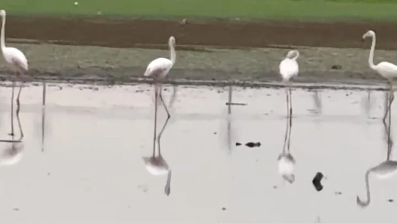 Diyarbakır'da uzun yıllar sonra flamingo görüldü