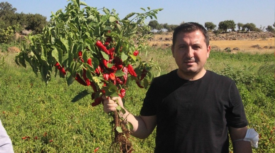 Acıdan para kazanıyorlar