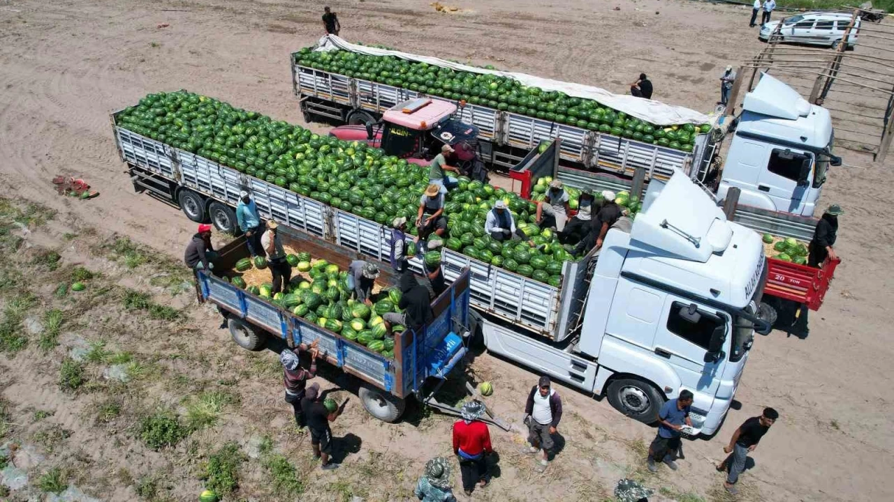 Adana'da karpuz fiyatları 7 liraya düştü